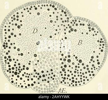 Zeitschrift für experimentelle Zoologie. Minuten vor dem Töten. Die a- und c-Kügelchen des endoplasm haben getrennt aus {e. a., e.c; vgl. Abb. 5). Eine klare Schicht hat zwischen dem ektoplasma ( in £ Sterling ) und Thea endoplasm; die äußere Zentrosom der Reifung Spindel hat einmal aufgeteilt, und die inneren oneserveral Zeiten entstanden. 32 und 40). Abschnitte zu diesem Zeitpunkt genommen werden, zeigen, dass ein Teil der erhalten Sie ektoplasma stürzt sich in das Innere der Eizelle (Abb. 40, S.E.). Diese sehr in den vier-celled Bühne mit thespindles für die nächste Abteilung glänzt. Eine Zunge von endoplasm thenextends über, die p Stockfoto