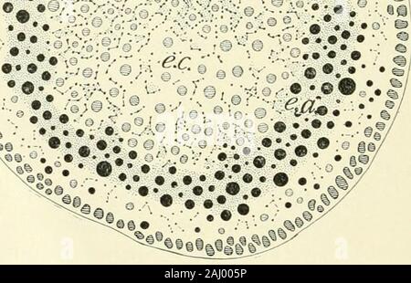 Zeitschrift für experimentelle Zoologie. a § • •. Abb. 39. Axiale Abschnitt einer unbefruchteten Eizelle, die im Meer gestanden hatte - Wasser zwei hoursand sieben Minuten vor dem Töten. Die a- und c-Kügelchen des endoplasm haben getrennt aus {e. a., e.c; vgl. Abb. 5). Eine klare Schicht hat zwischen dem ektoplasma ( in £ Sterling ) und Thea endoplasm; die äußere Zentrosom der Reifung Spindel hat einmal aufgeteilt, und die inneren oneserveral Zeiten entstanden. 32 und 40). Abschnitte zu diesem Zeitpunkt genommen werden, zeigen, dass ein Teil der erhalten Sie ektoplasma stürzt sich in das Innere der Eizelle (Abb. 40, S.E.). Das ist sehr auffällig in den vier-celled Hirsch Stockfoto