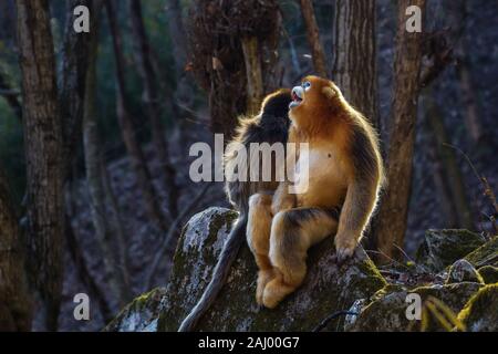 Nach Snub-gerochene Golden Monkey (Rhinopithecus roxellana). Januar in Waldgebiet in Qinling Mountains, Provinz Shaanxi, China Stockfoto