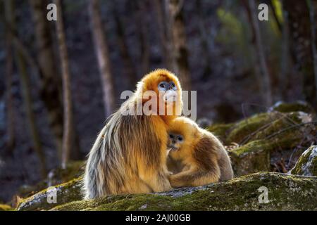 Erwachsene männliche Snub-gerochene Golden Monkey (Rhinopithecus roxellana) mit Jungen. Januar in Waldgebiet in Qinling Mountains, Provinz Shaanxi, China Stockfoto