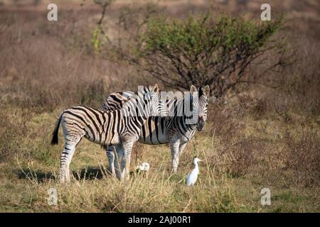 Burchell's Zebra, Equus burchellii Quagga, Pongolapoort Dam, Lake Jozini, Pongola Nature Reserve, Südafrika Stockfoto