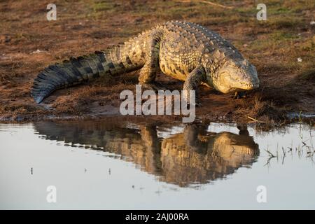 Nil Krokodil, Crocodylus niloticus, Pongolapoort Dam, Lake Jozini, Pongola Nature Reserve, Südafrika Stockfoto