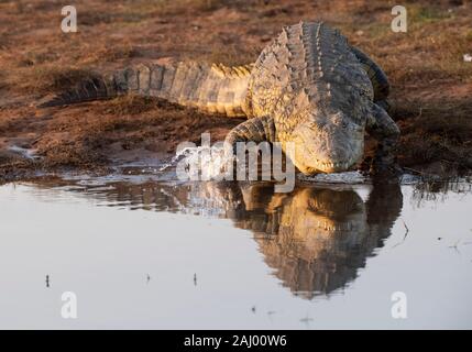 Nil Krokodil, Crocodylus niloticus, Pongolapoort Dam, Lake Jozini, Pongola Nature Reserve, Südafrika Stockfoto