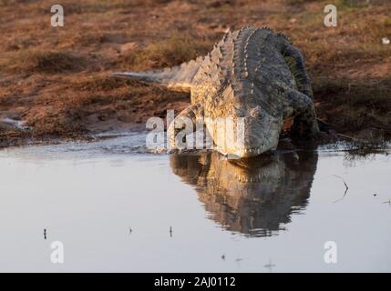 Nil Krokodil, Crocodylus niloticus, Pongolapoort Dam, Lake Jozini, Pongola Nature Reserve, Südafrika Stockfoto