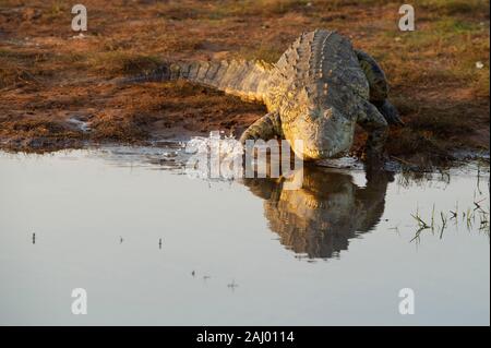 Nil Krokodil, Crocodylus niloticus, Pongolapoort Dam, Lake Jozini, Pongola Nature Reserve, Südafrika Stockfoto