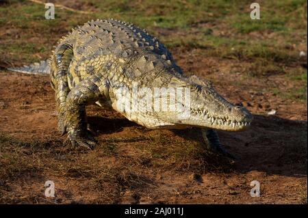 Nil Krokodil, Crocodylus niloticus, Pongolapoort Dam, Lake Jozini, Pongola Nature Reserve, Südafrika Stockfoto