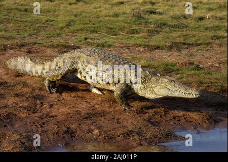 Nil Krokodil, Crocodylus niloticus, Pongolapoort Dam, Lake Jozini, Pongola Nature Reserve, Südafrika Stockfoto