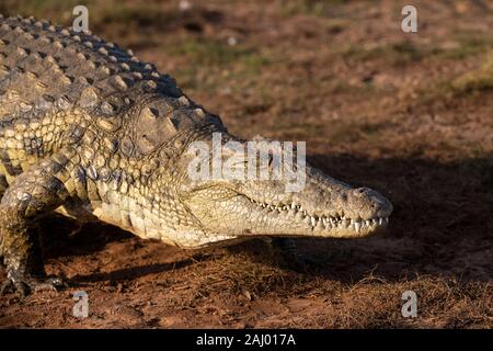 Nil Krokodil, Crocodylus niloticus, Pongolapoort Dam, Lake Jozini, Pongola Nature Reserve, Südafrika Stockfoto