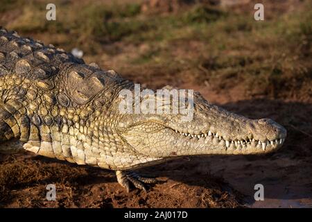 Nil Krokodil, Crocodylus niloticus, Pongolapoort Dam, Lake Jozini, Pongola Nature Reserve, Südafrika Stockfoto