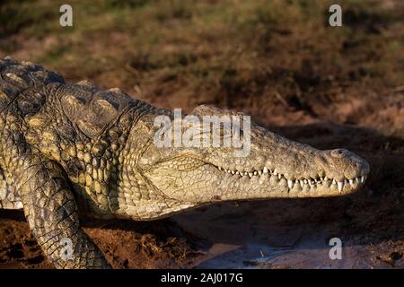 Nil Krokodil, Crocodylus niloticus, Pongolapoort Dam, Lake Jozini, Pongola Nature Reserve, Südafrika Stockfoto