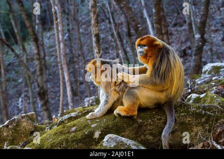 Nach Snub-gerochene Goldenen Affen (Rhinopithecus roxellana). Januar in Waldgebiet in Qinling Mountains, Provinz Shaanxi, China Stockfoto