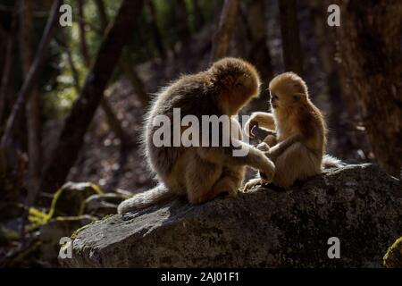 Erwachsene und junge Snub-gerochene Goldenen Affen (Rhinopithecus roxellana). Januar in Waldgebiet in Qinling Mountains, Provinz Shaanxi, China Stockfoto