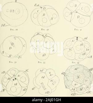 Zeitschrift für experimentelle Zoologie. Sind die kleinsten (Abbn. 30 und 31). Thedifferences zwischen den Zellen J, B, und C sind jedoch relativelyslight. In der zweiten Spaltung der Polar Lappen ist durch aprotuberance des vegetativen Pol der Zelle CD auf der linken Seite gekennzeichnet; das Material fließt vollständig in die Zelle D. wieder in den Downloadvorgang Spaltung Es ist normalerweise eine Protuberanz am vegetativepole von D (Abb. 32) Zeigt die Position der Substanz erhalten Sie lobe, Vvhich kann daher leicht in die celliD befolgt werden. Der polar Globuli sind ein wenig posterior zu den firstcl befestigt Stockfoto