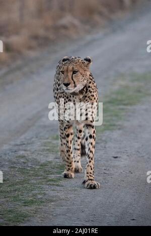 Cheetah, Acinonyx jubatus, Nambiti Game Reserve, Südafrika Stockfoto