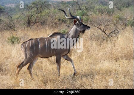 Kudus Stier, Tragelaphus strepsiceros, Nambiti Game Reserve, Südafrika Stockfoto