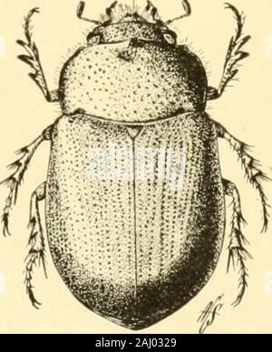 Handbuch der Gemüse - Garten Insekten. 03. Die Karotte Käfer Ligyrus gibbosus DeGeer in den Vereinigten Staaten, außer im extremen Norden, die Wurzeln von Karotten, Pastinaken, Sellerie sind manchmal seriouslyinjured durch eine mittlere rötlich browninsect, hat viel der appearanceof Eine kleine Juni Käfer. Es ist aus ^ tof Zoll Länge. Auf dem vorderen Teil des Thorax ist ein notstandsgebiet frontof, in die eine kleine eigenständige Tuberkel (Abb. 108). Die Käfer ernähren mostlyunderground, nagen Sie Löcher in theroots und unterirdische Stiele. Neben den oben genannten Pflanzen, die Käfer haben Kno. Stockfoto