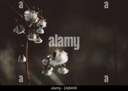Fragile Herbst trocken Pflanze mit Licht aus weißer Baumwolle wie pappus Samen. Stockfoto
