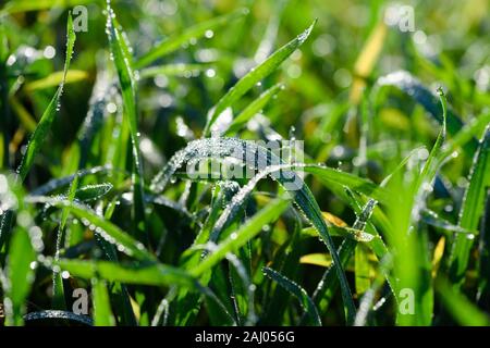 Winzige Tau Tropfen auf frische grüne Gras Stockfoto