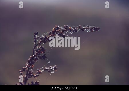 Trockene herbst Pflanze mit Tau Tropfen auf Spinnen web closeup Stockfoto