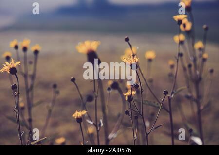 Kornblume in winzigen Tau Tropfen auf Spinnen web closeup am Feld Herbst Hintergrund Stockfoto