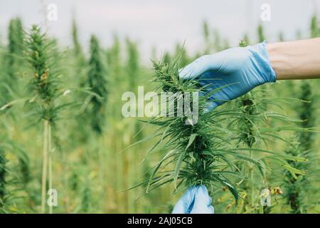 Wissenschaftler in Handschuhe Kontrolle hanf Pflanzen und Blumen auf Cannabis. CBD öl Rohstoffe, alternative Medizin Konzept. Stockfoto