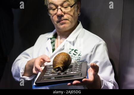 London, Großbritannien. 2. Januar, 2020. Ein Wächter zeigt ein riesiges afrikanisches Land snail während der jährlichen Inventur im ZSL London Zoo. Alle Säugetiere, Vögel, Reptilien, Fische und Wirbellose wird gezählt - insgesamt mehr als 500 verschiedene Arten - als Teil einer fast einwöchigen Audit durch die Lizenz der Zoo, bei Bedarf mit den erfassten Daten dann mit anderen Zoos über die Arten 360 Datenbank freigegeben. Credit: Mark Kerrison/Alamy leben Nachrichten Stockfoto