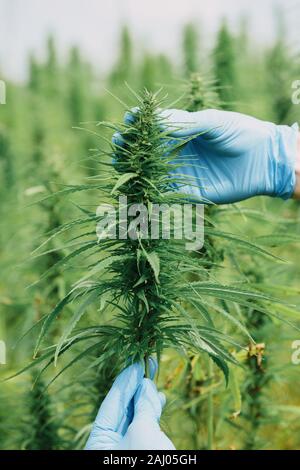 Wissenschaftler in Handschuhe Kontrolle hanf Pflanzen und Blumen auf Cannabis. CBD öl Rohstoffe, alternative Medizin Konzept. Stockfoto
