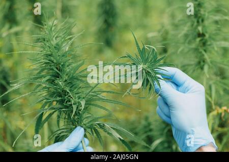 Wissenschaftler in glowes halten und zeigen Cannabispflanze Kopf auf den Hanf. Stockfoto