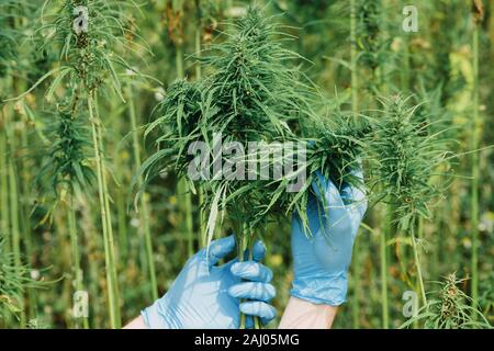 Wissenschaftler in Handschuhe Kontrolle hanf Pflanzen und Blumen auf Cannabis. CBD öl Rohstoffe, alternative Medizin Konzept. Stockfoto