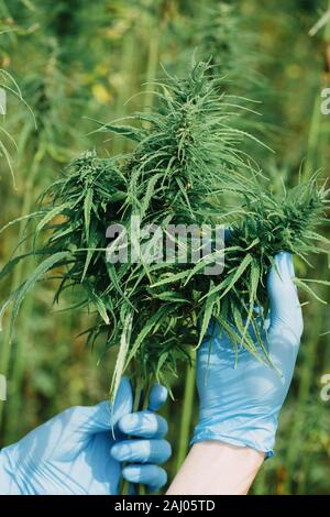 Wissenschaftler in Handschuhe Kontrolle hanf Pflanzen und Blumen auf Cannabis. Stockfoto