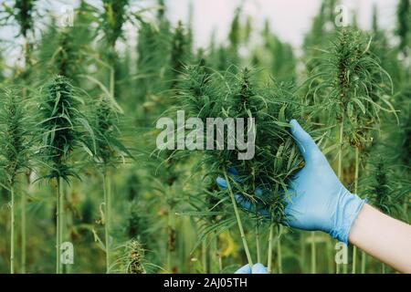 Wissenschaftler in Handschuhe Kontrolle hanf Pflanzen und Blumen auf Cannabis. Stockfoto