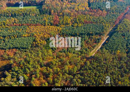 Künstliche Wald mit verschiedenen Arten von Bäumen Luftaufnahme gemischt Stockfoto