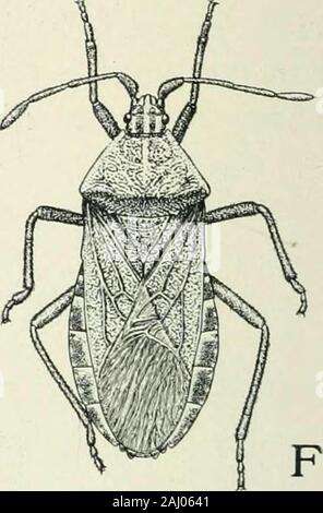 Entomologie: mit besonderem Bezug auf die biologischen und wirtschaftlichen Aspekten. Sechs aufeinanderfolgenden instarsof der Squash bug, Anasa tristis. XFig. 206. Stockfoto