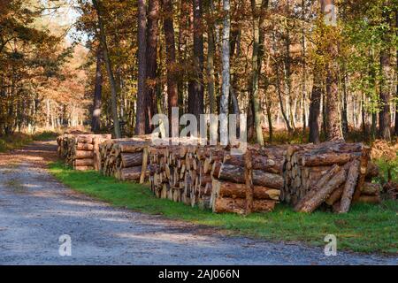 Protokollierung. Kiefer gestapelt Baumstämmen kommt in den Wald. Baumstämme und gestapelt, Brennholz für den Winter. Stockfoto