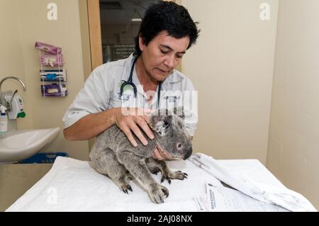 Die Tierärztin Lee Pirini untersucht Angelo, einen geretteten wilden Koala, im Australia Zoo Wildlife Hospital an der Sunshine Coast in Queensland, Australi Stockfoto