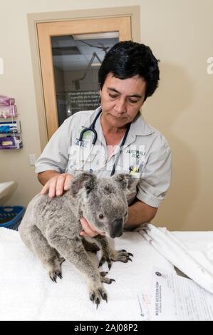 Veterinär Krankenschwester, Lee Pirini untersucht Angelo eine gerettet wild Koala im Australia Zoo Wildlife Hospital an der Sunshine Coast in Queensland, Australi Stockfoto