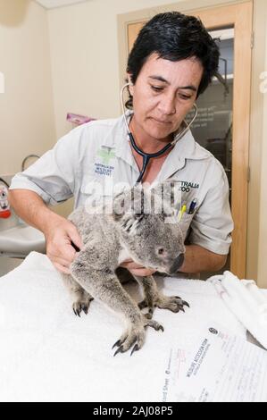 Veterinär Krankenschwester, Lee Pirini untersucht Angelo eine gerettet wild Koala im Australia Zoo Wildlife Hospital an der Sunshine Coast in Queensland, Australi Stockfoto