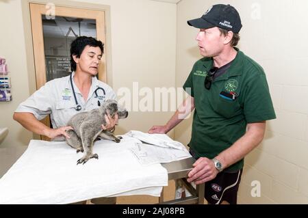 Die Tierpflegerin Lee Pirini untersucht Angelo, einen geretteten wilden Koala, im Australia Zoo Hospital an der Sunshine Coast in Queensland, Australien. Schau Mal Stockfoto