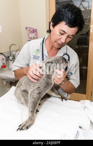 Veterinär Krankenschwester, Lee Pirini untersucht Angelo eine gerettet wild Koala im Australia Zoo Hospital an der Sunshine Coast in Queensland, Australien. Engel Stockfoto