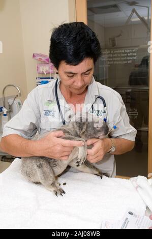 Veterinär Krankenschwester, Lee Pirini untersucht Angelo eine gerettet wild Koala im Australia Zoo Hospital an der Sunshine Coast in Queensland, Australien. Engel Stockfoto