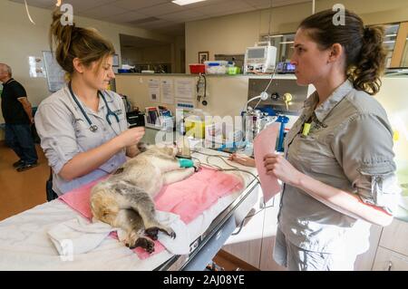 Von links nach rechts; Veterinär - Krankenschwester, Natasha Banville und tierärztlichen Services Manager, Doktor. Claude Lacasse, Vorbereitung eine verletzte männliche Koala benannt, Blai Stockfoto