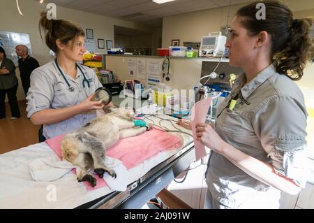 Von links nach rechts; Veterinär - Krankenschwester, Natasha Banville und tierärztlichen Services Manager, Doktor. Claude Lacasse, Vorbereitung eine verletzte männliche Koala benannt, Blai Stockfoto