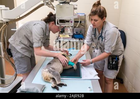 Von links nach rechts; Veterinär - Krankenschwester, Natasha Banville und tierärztlichen Services Manager, Doktor. Claude Lacasse, Vorbereitung eine verletzte männliche Koala benannt, Blai Stockfoto