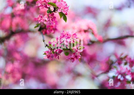 Natur Hintergrund mit wunderschönen rosa blühenden Frühling Blumen auf Ästen. Natürliche Schönheit Stockfoto