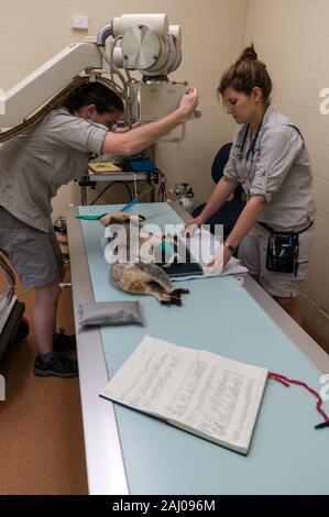 Von links nach rechts; Veterinär - Krankenschwester, Natasha Banville und tierärztlichen Services Manager, Doktor. Claude Lacasse, Vorbereitung eine verletzte männliche Koala benannt, Blai Stockfoto