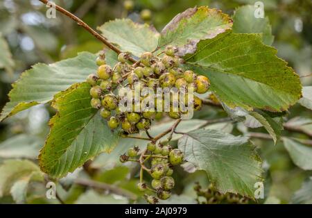 Whitebeam Bristol, Avon Gorge, Leigh Woods, Bristol, Sorbus bristoliensis, Stockfoto