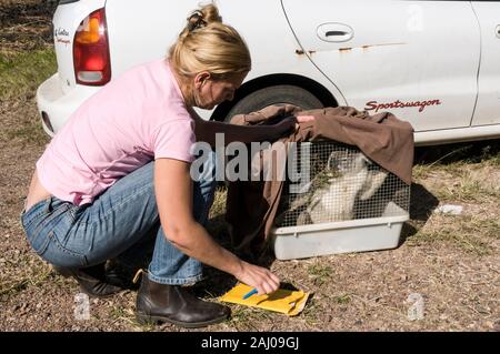 Natalie Richardson und Murray Kammern, beide Koala Rettung Freiwilligen mit einer der zwei gerettete Koalas für eine medizinische überprüfung bei Australien genommen zu werden. Stockfoto