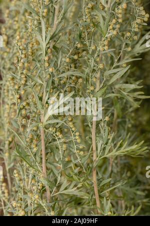 Wermut, Artemisia Absinthium, in Blüte. Heil- und Zierpflanzen. Stockfoto