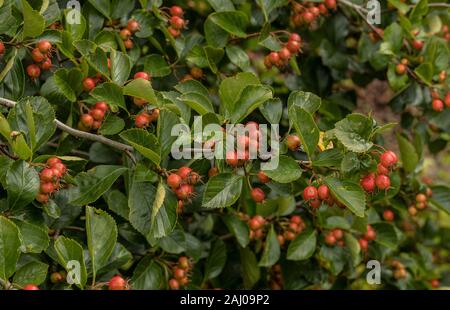 Crataegus prunifolia persimilis, "SPLENDENS", Obst, Garten Pflanze. Stockfoto