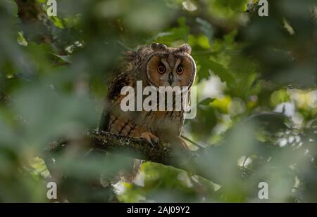 Waldohreule, Asio otus, in Eiche thront. Stockfoto